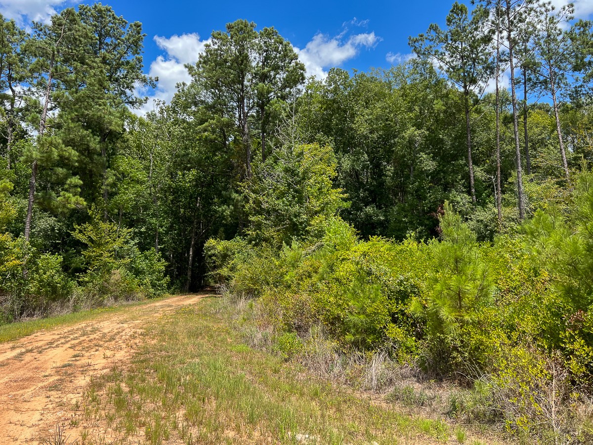 0 Us 69 Warren, TX 77664 - Photo 10 of 14 a view of a yard with plants and large trees
