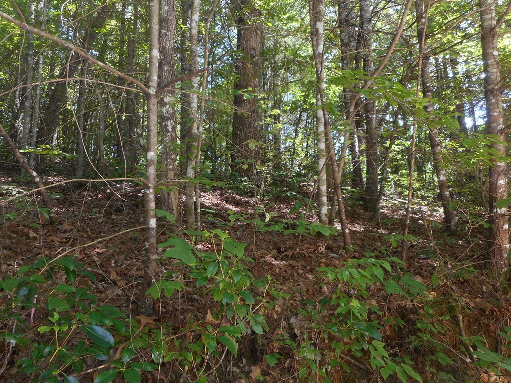 L7 Springwood Lake Road Robbinsville, NC 28771 - Photo 2 of 4