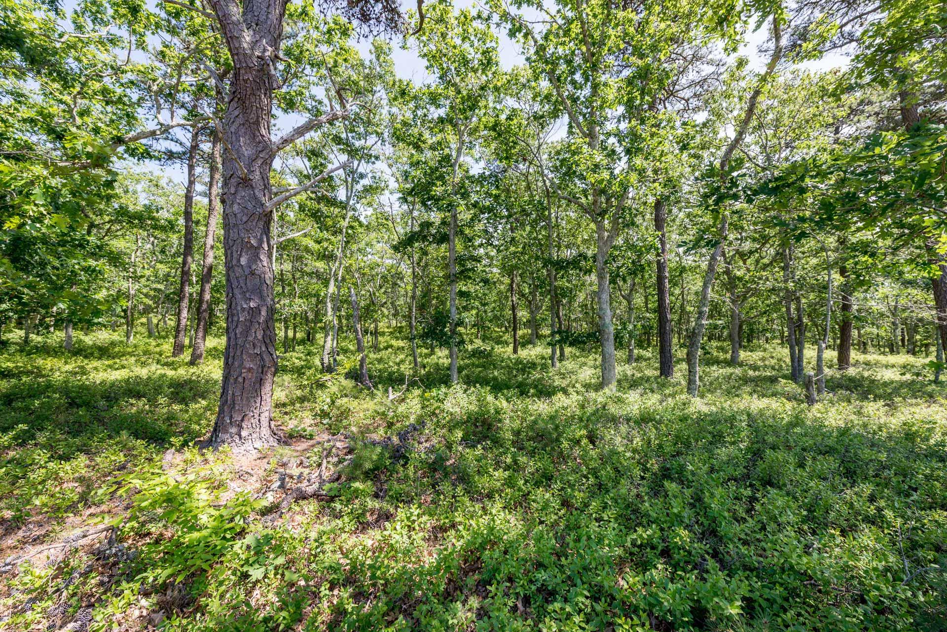 30 Paddock Road Oak Bluffs, MA 02557 - Photo 5 of 5 Preserve-3