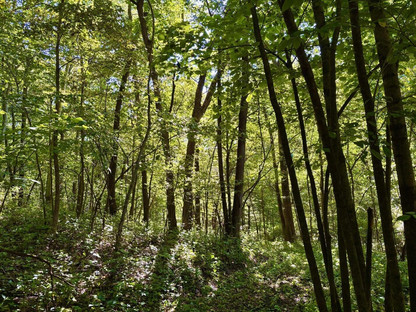 0 East Burns Valley Road Winona, MN 55987 - Photo 8 of 82 4