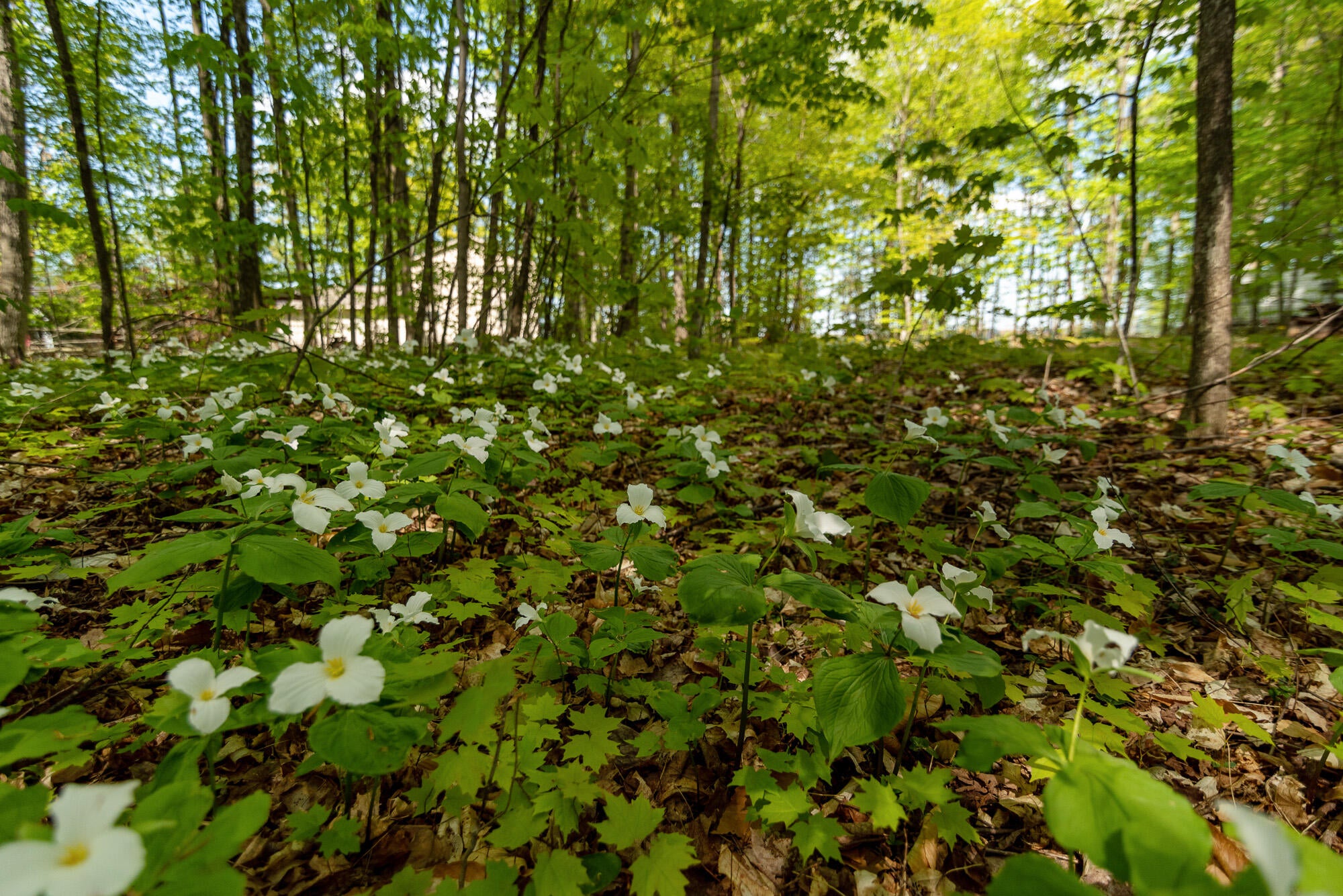 3226 Hidden Ridge Road Alanson, MI 49706 - Photo 11 of 23 Gallery Image 11