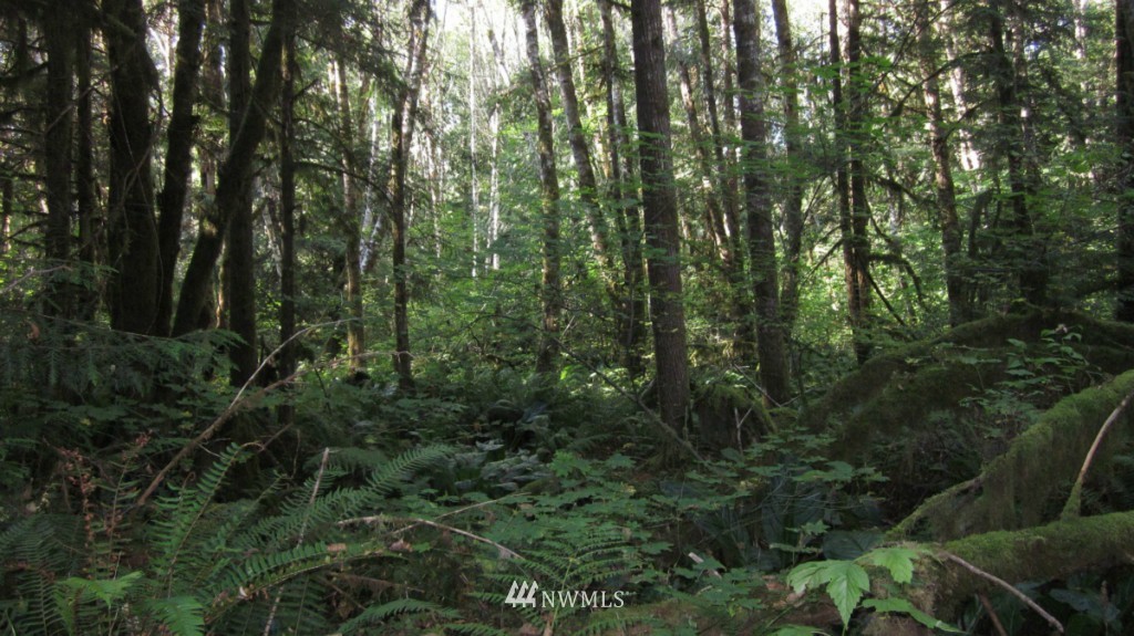 -xxx Peters Road Randle, WA 98377 - Photo 14 of 15 Gallery Image 14