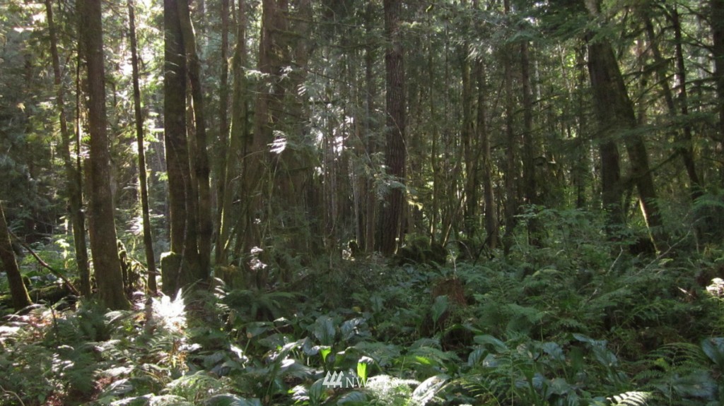 -xxx Peters Road Randle, WA 98377 - Photo 15 of 15 Gallery Image 15