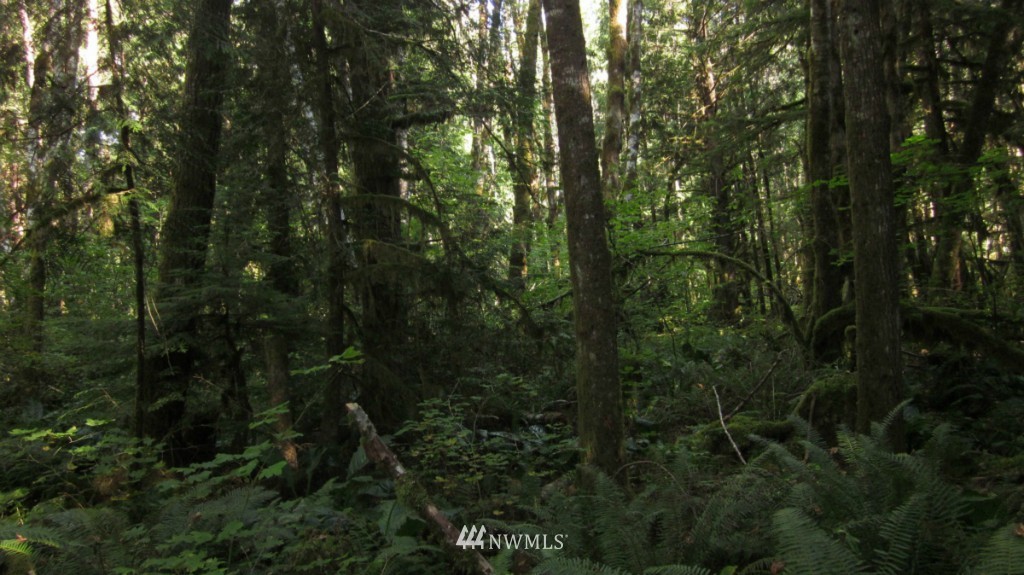 -xxx Peters Road Randle, WA 98377 - Photo 9 of 15 Gallery Image 9