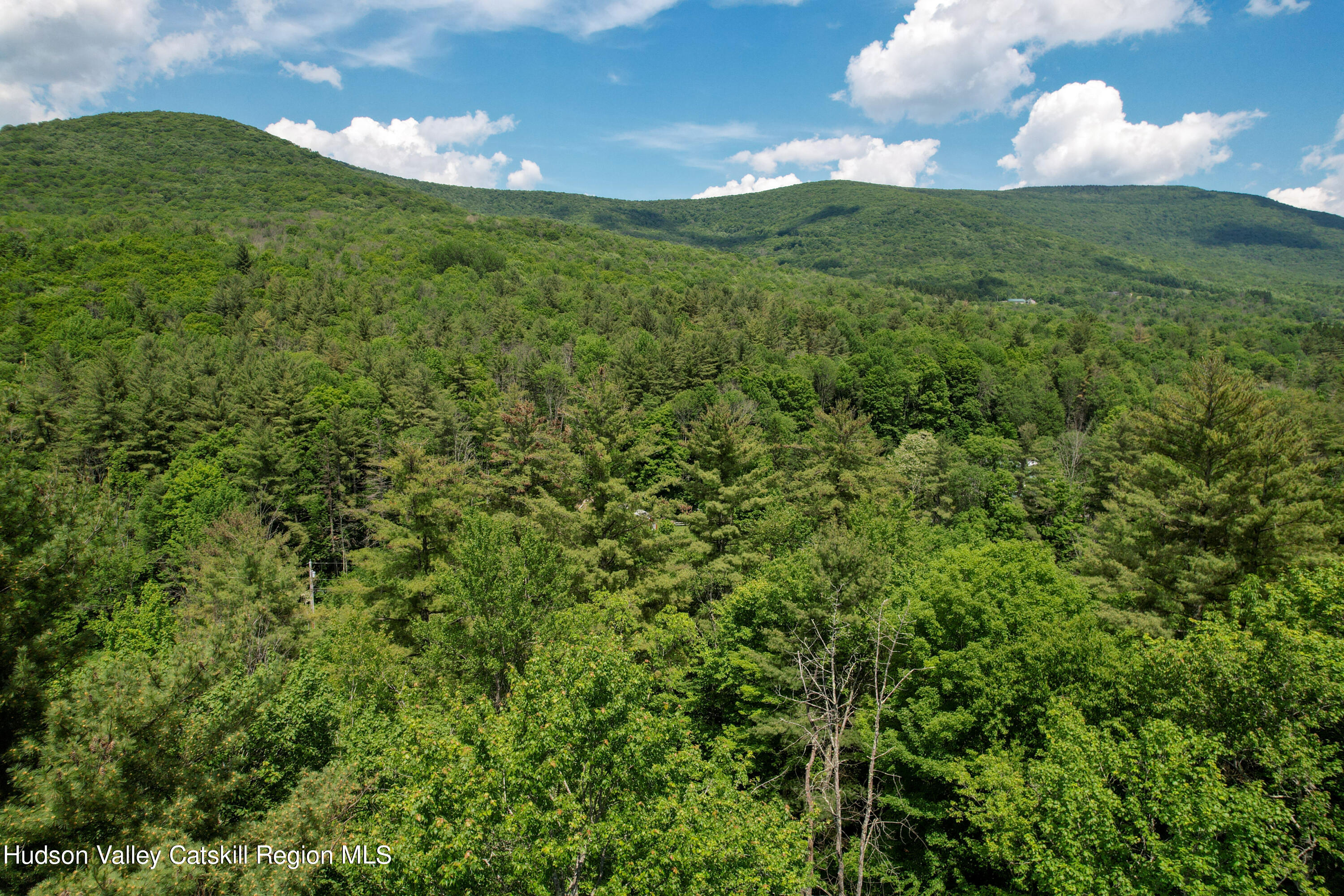 1604 Spruceton Road West Kill, NY 12492 - Photo 11 of 17 a view of a big yard with plants and large trees
