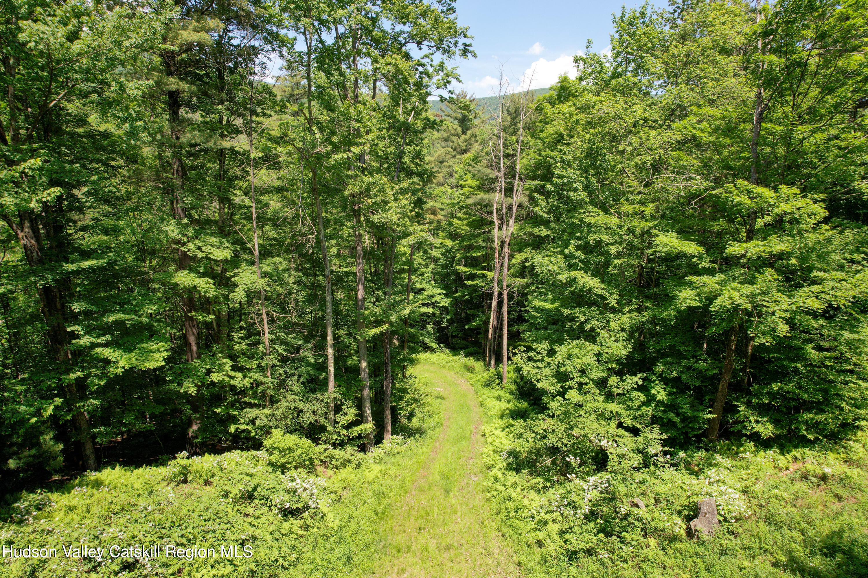1604 Spruceton Road West Kill, NY 12492 - Photo 14 of 17 a view of a forest