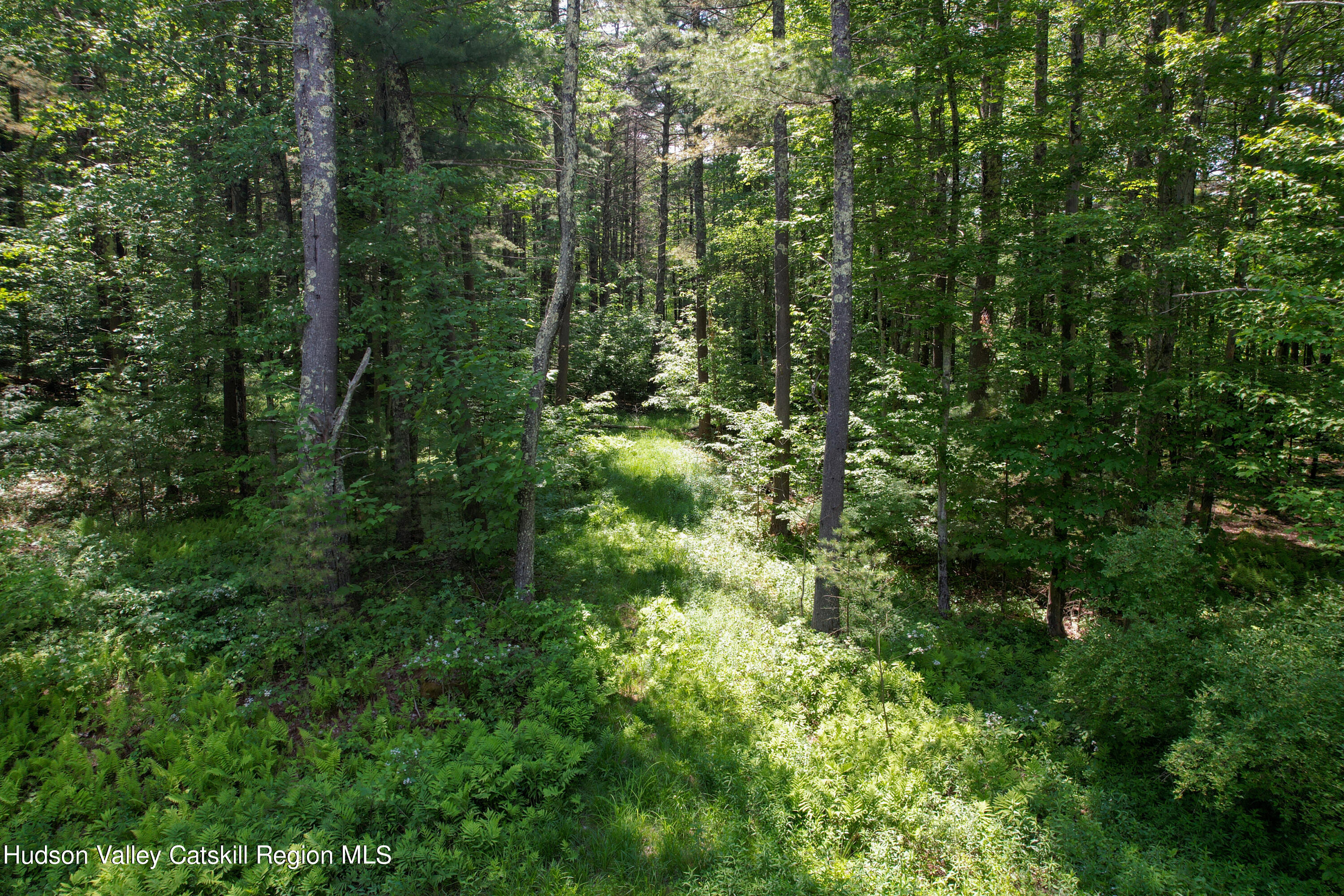 1604 Spruceton Road West Kill, NY 12492 - Photo 5 of 17 a view of forest