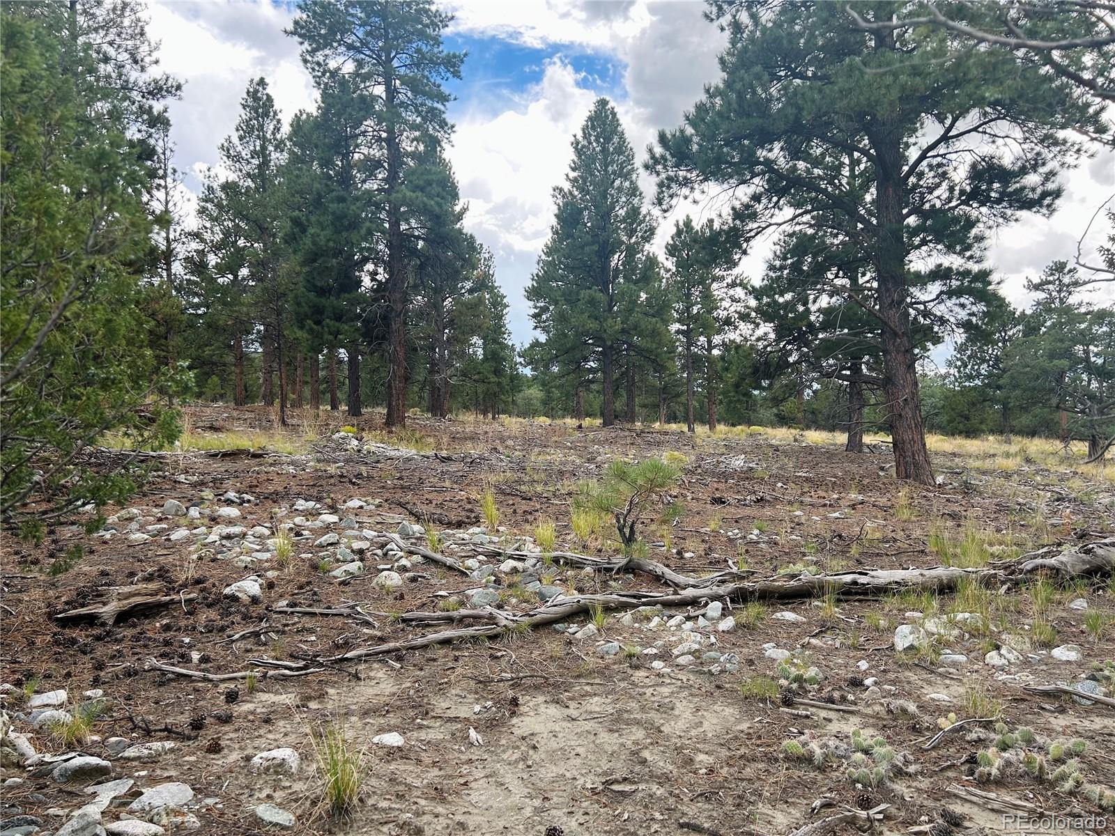 Pawnee Place Mosca, CO 81146 - Photo 7 of 10 a view of a yard with a tree