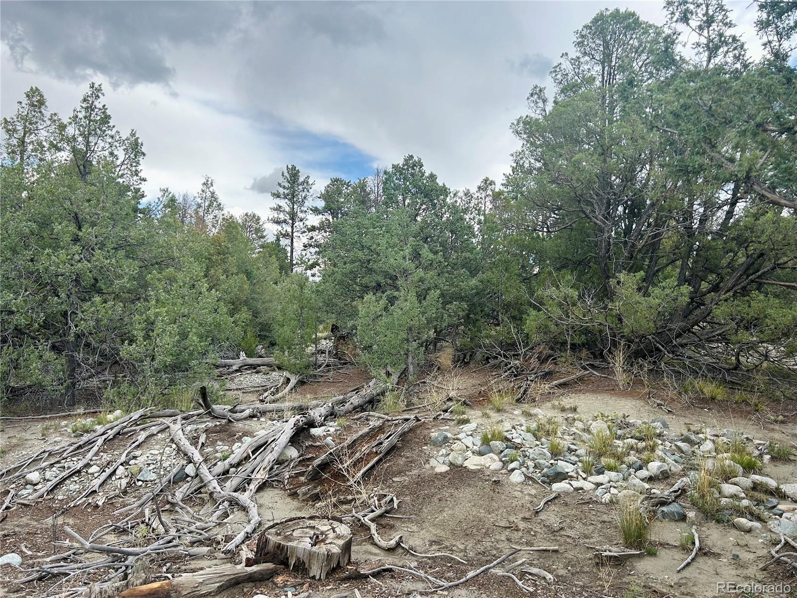 Pawnee Place Mosca, CO 81146 - Photo 8 of 10 a view of a forest with lots of trees