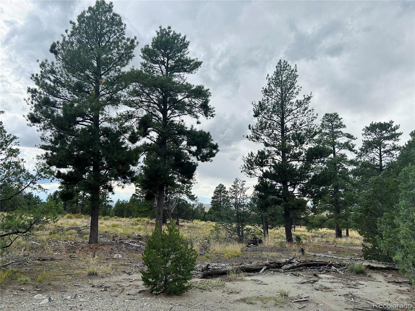 Pawnee Place Mosca, CO 81146 - Photo 9 of 10 a view of a forest filled with trees