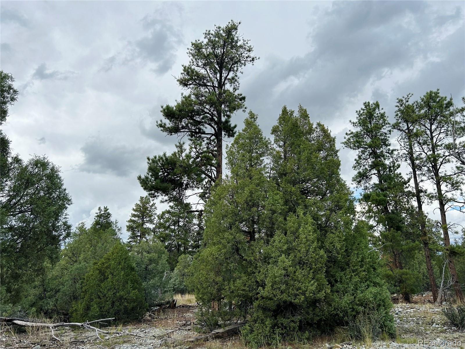Pawnee Place Mosca, CO 81146 - Photo 10 of 10 a picture of tree
