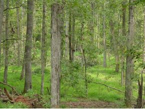 0 Rainey Morris Road Appling, GA 30802 - Photo 3 of 12 Additional View 2