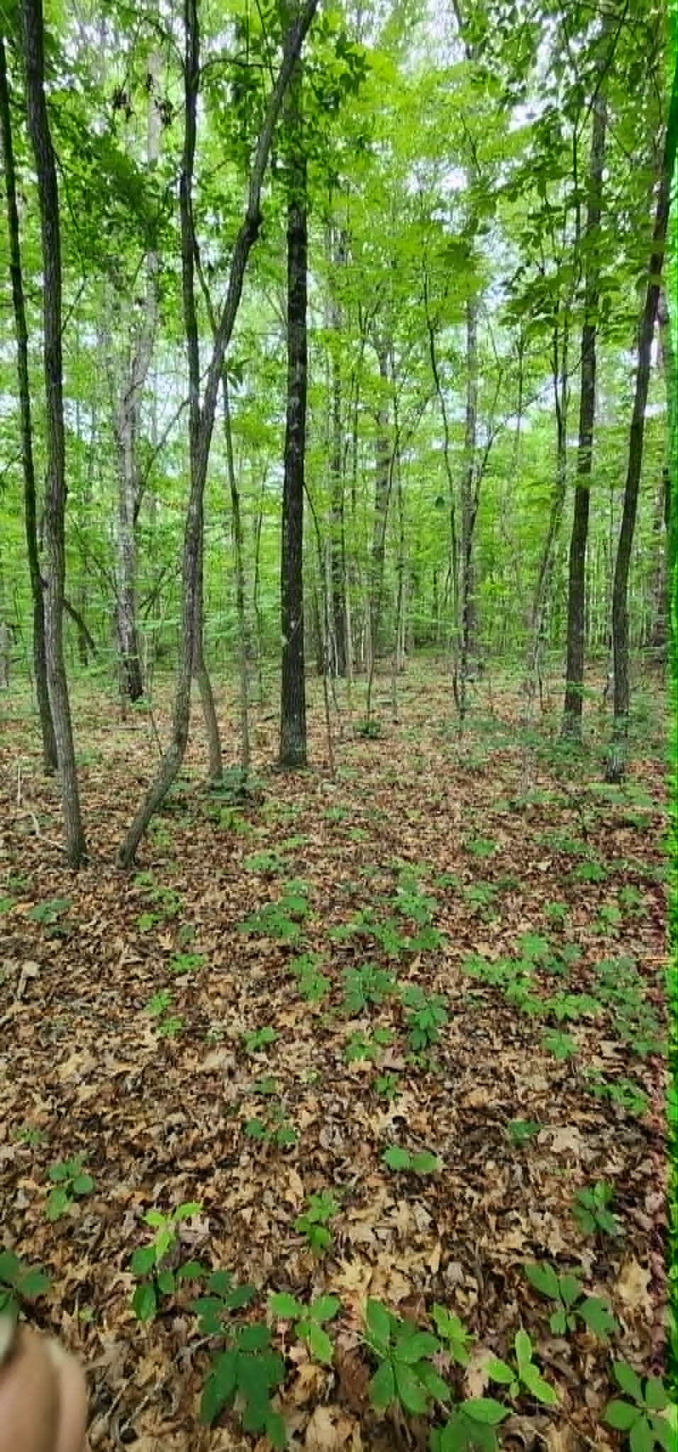 0 Rogers Road Crossville, TN 38571 - Photo 5 of 5