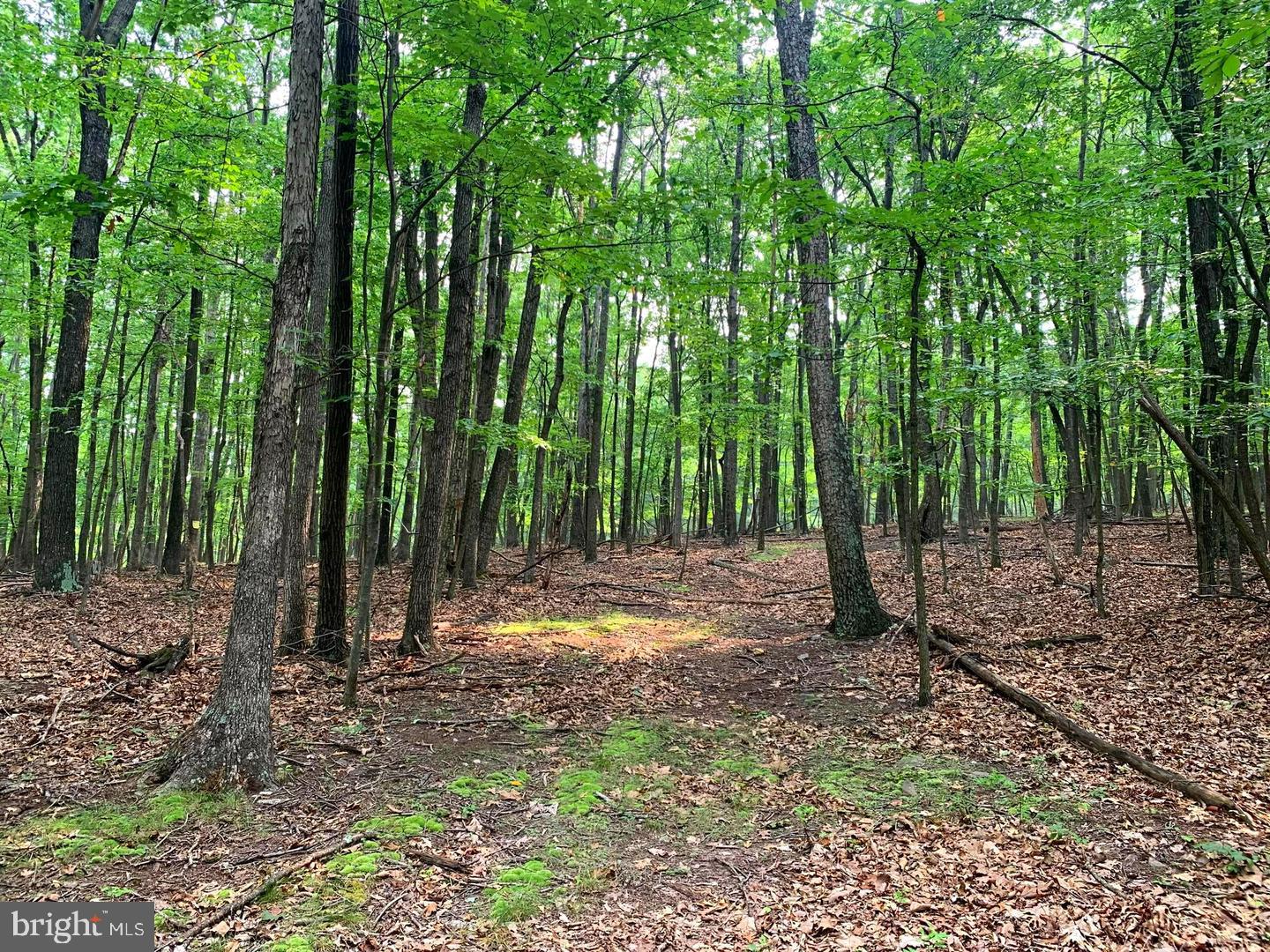 Cardinal View Road Paw Paw, WV 25434 - Photo 13 of 23 EASY