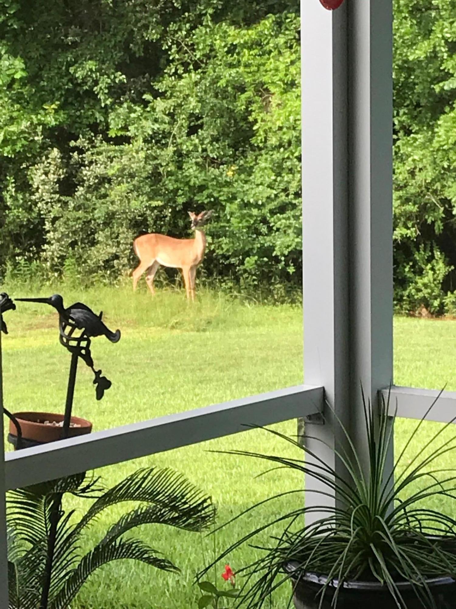 255 Border Road Goose Creek, SC 29445 - Photo 4 of 46 tara deer