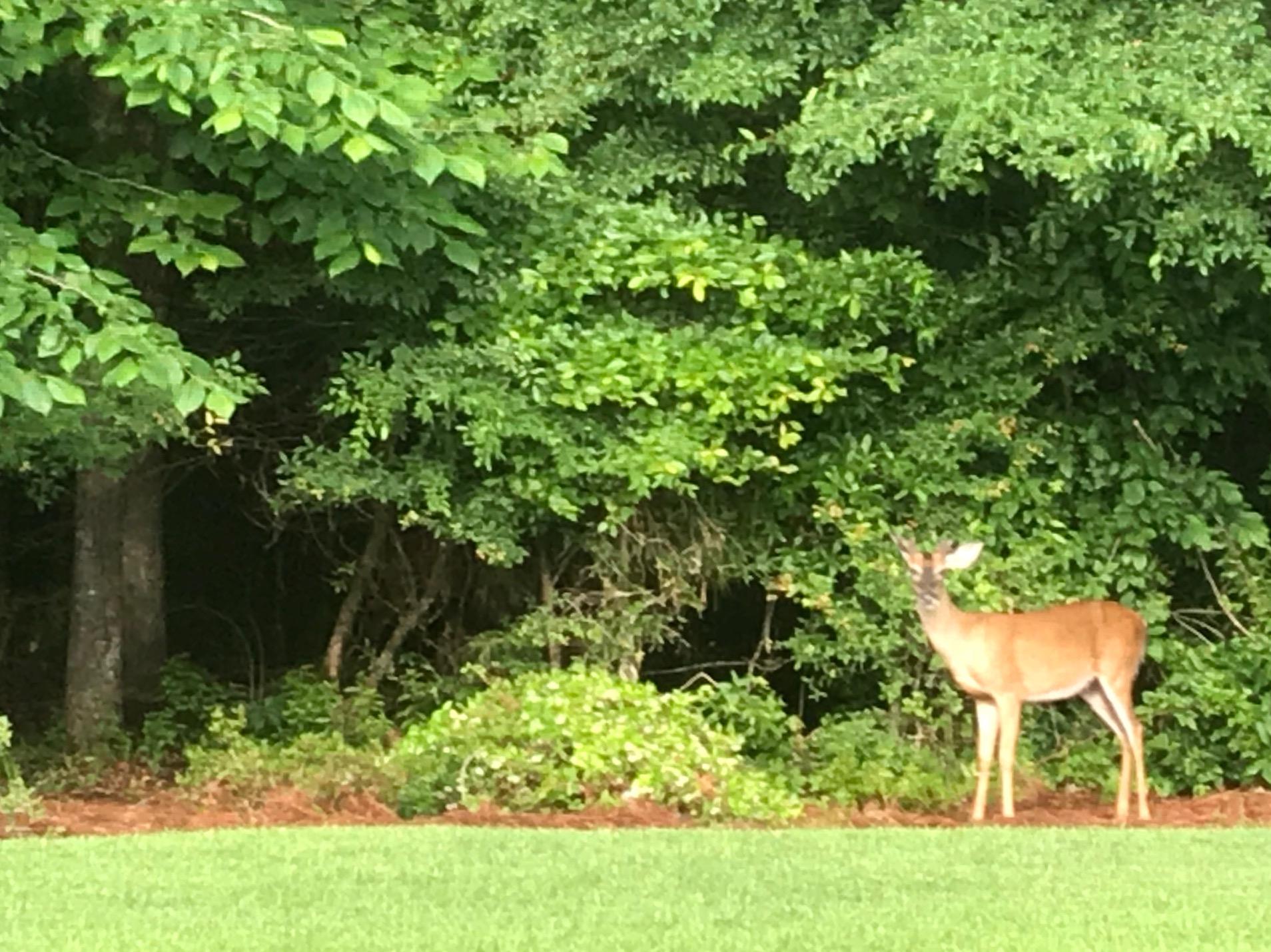 255 Border Road Goose Creek, SC 29445 - Photo 34 of 46 tara deer 5