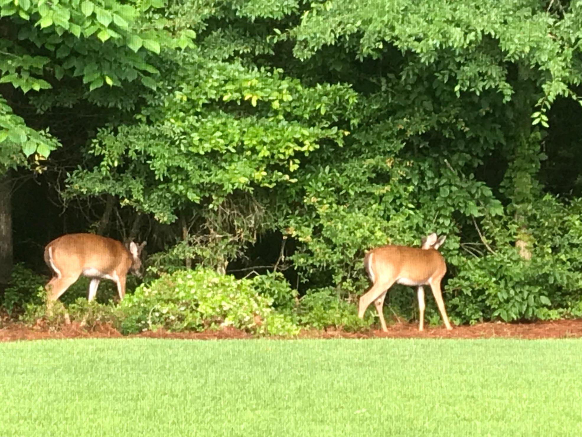 255 Border Road Goose Creek, SC 29445 - Photo 35 of 46 tara deer 4