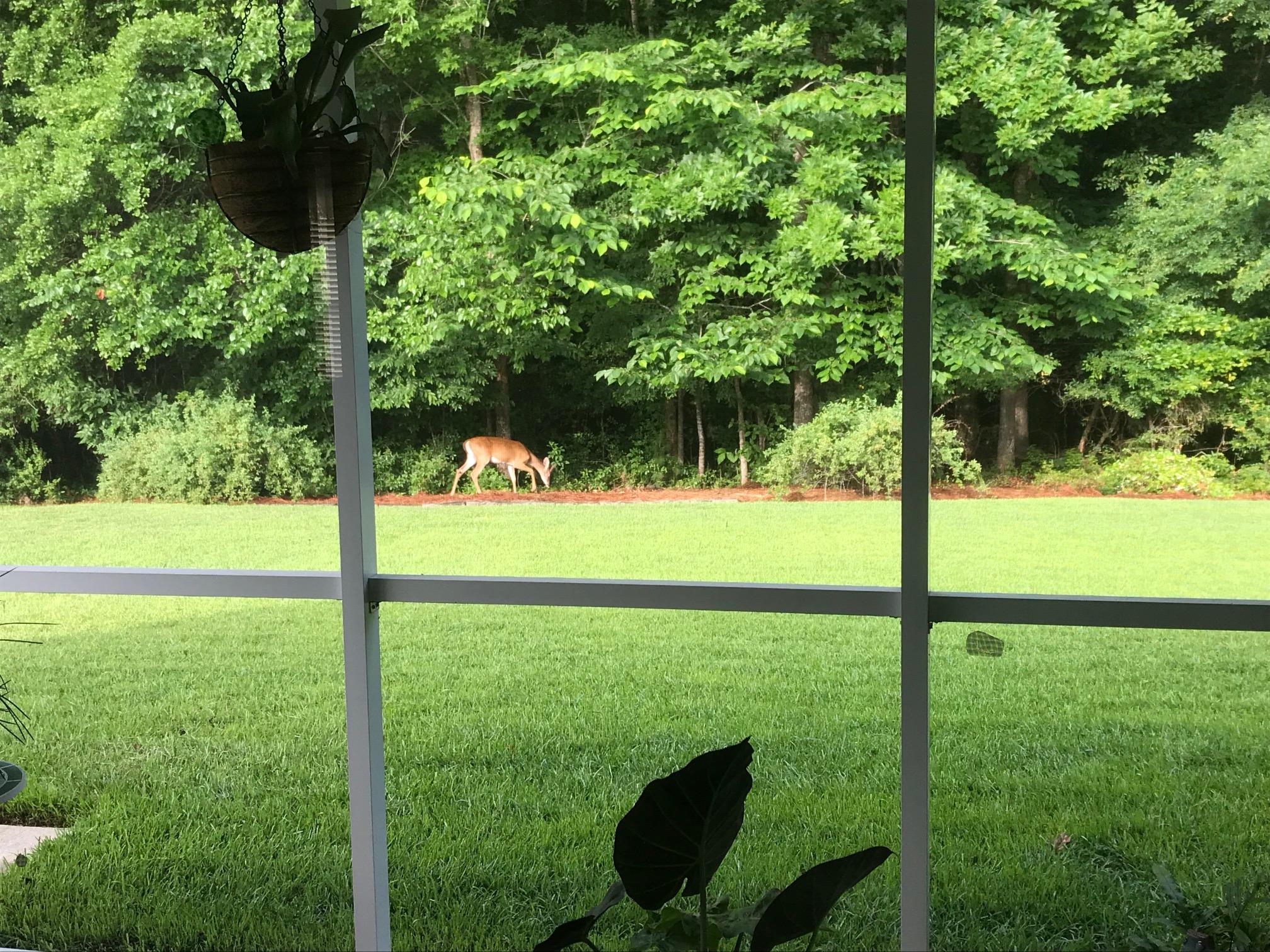 255 Border Road Goose Creek, SC 29445 - Photo 5 of 46 tara deer 2
