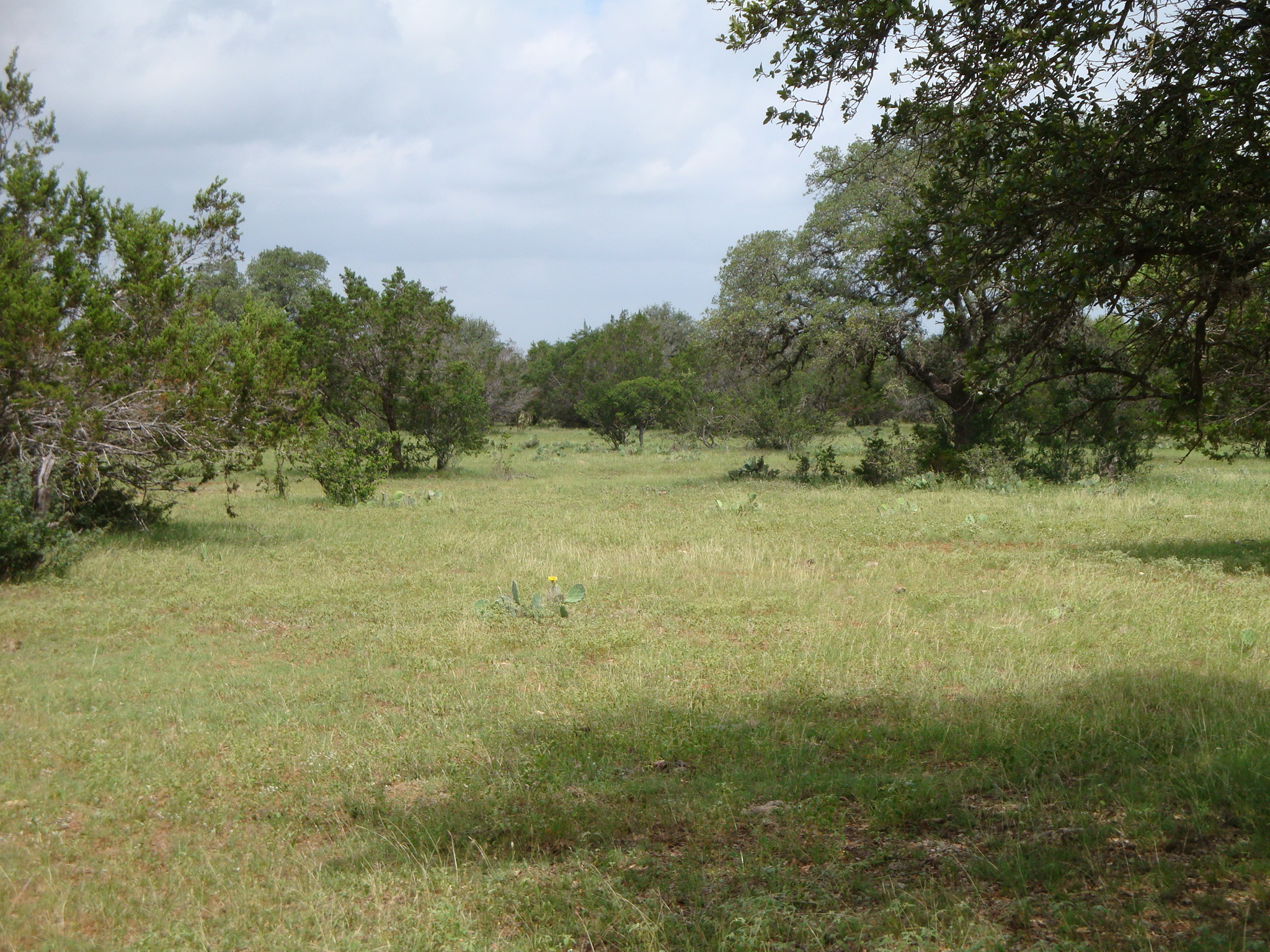 1619 Althaus Ranch Road Johnson City, TX 78636 - Photo 10 of 40