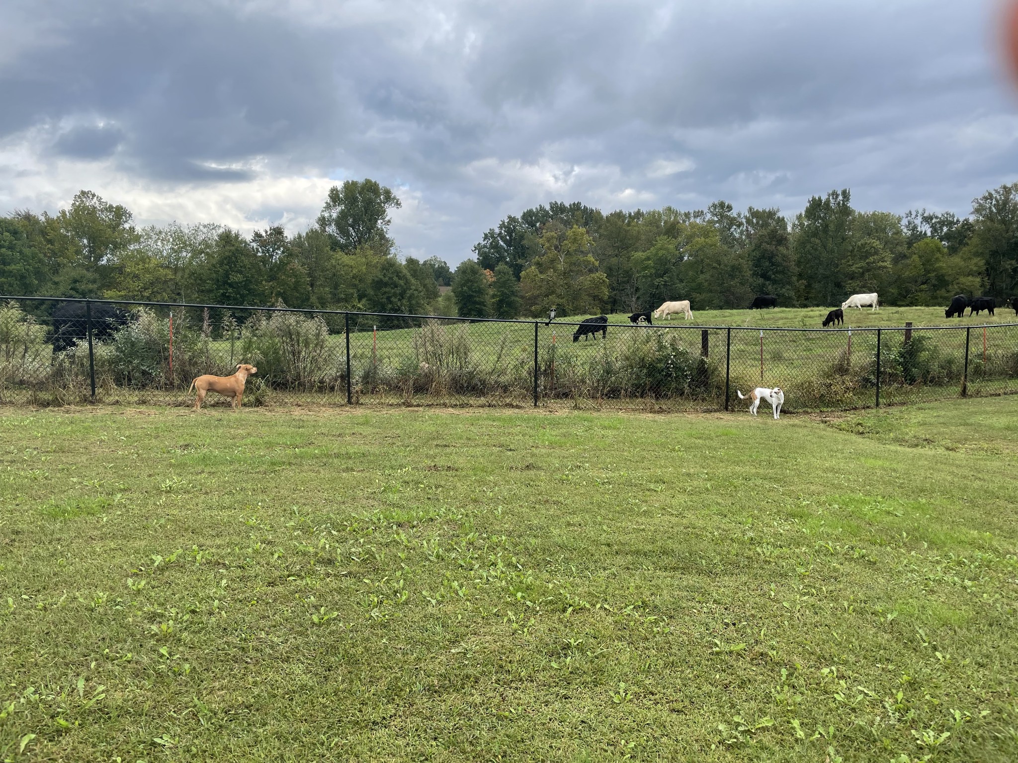 675 Elrod Road Manchester, TN 37355 - Photo 7 of 39 a backyard of a house with lots of green space