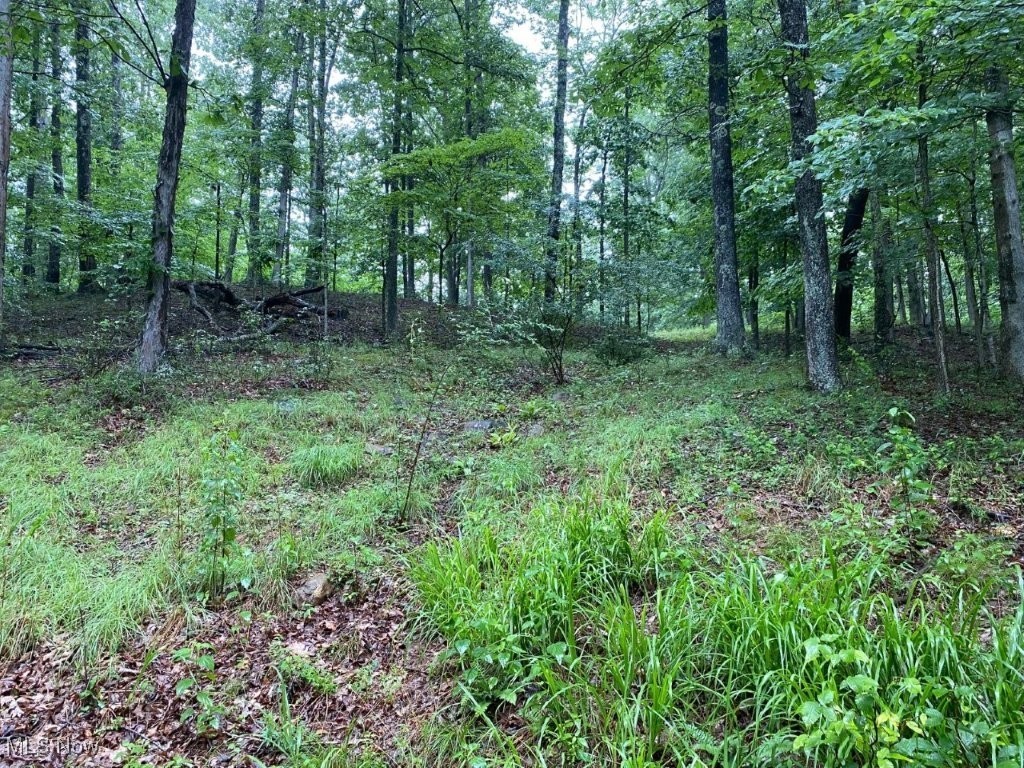 Dicks Run Road Reedy, WV 25270 - Photo 6 of 19