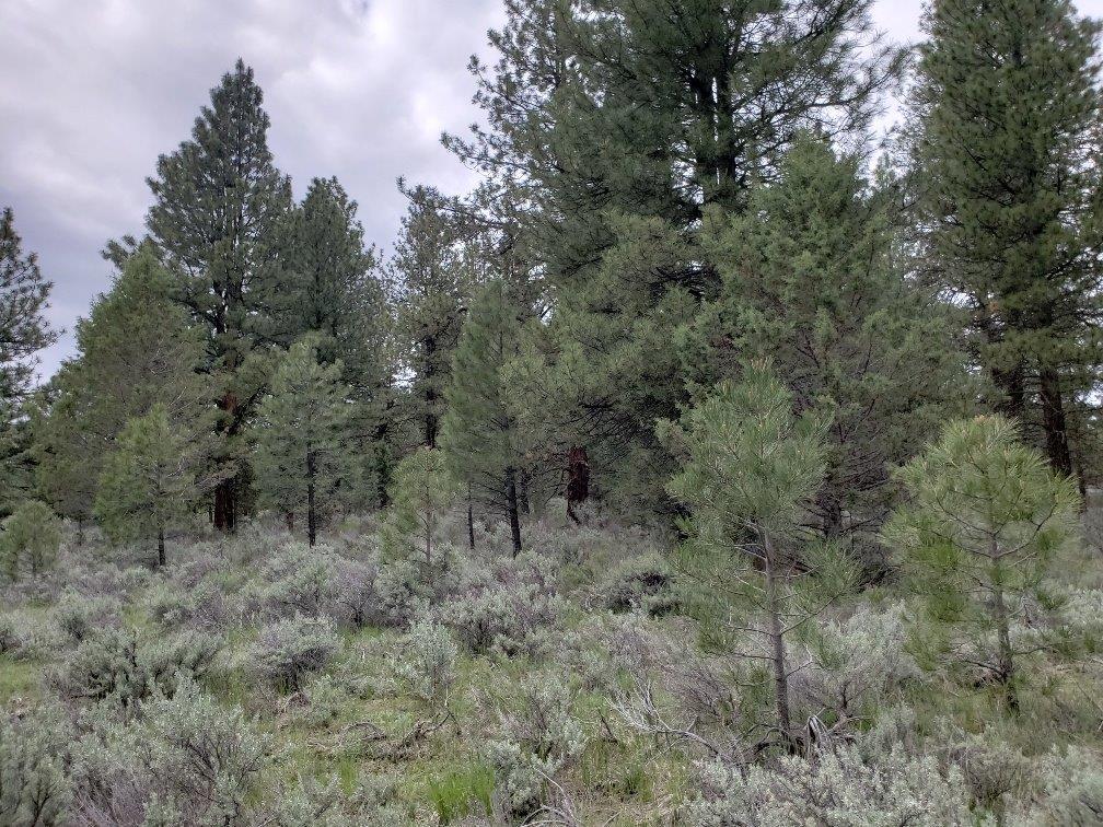 0 24 Bamford Road Bly, OR 97622 - Photo 12 of 19 Additional Photo