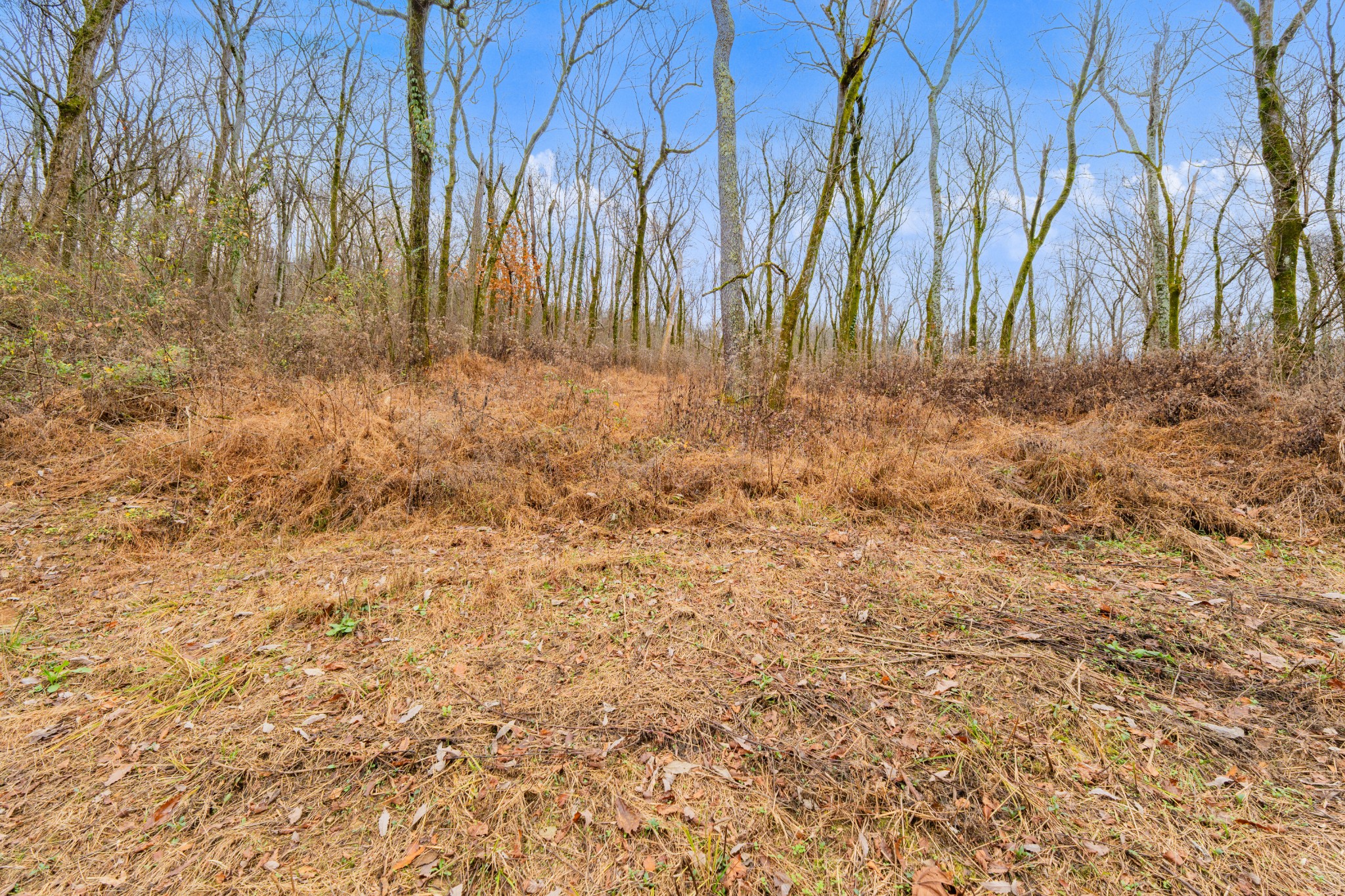 0 Fort Blount Road Dixon Springs, TN 37057 - Photo 28 of 37 a view of small space with a yard