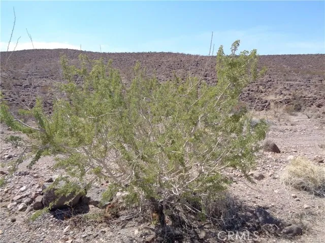 1 Rocky View Road Daggett, CA 92327 - Photo 5 of 13 a view of a dry yard with trees in the background