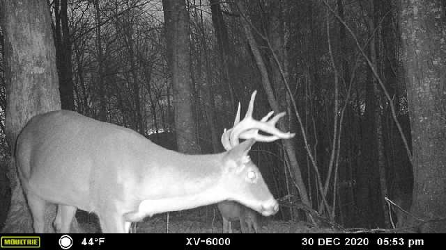 575 Vestal Cochran Road Topton, NC 28781 - Photo 46 of 53