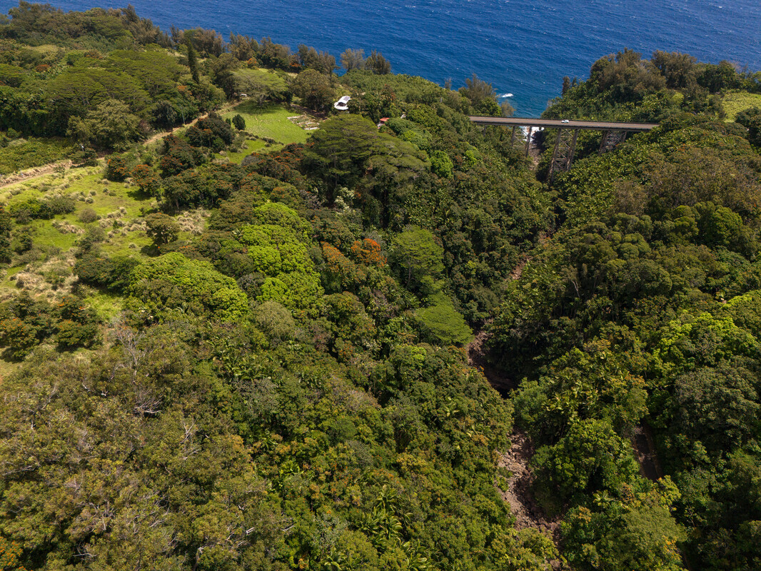 32-830 Old Mamalahoa Highway Ninole, HI 96773 - Photo 11 of 23 a view of a lush green forest