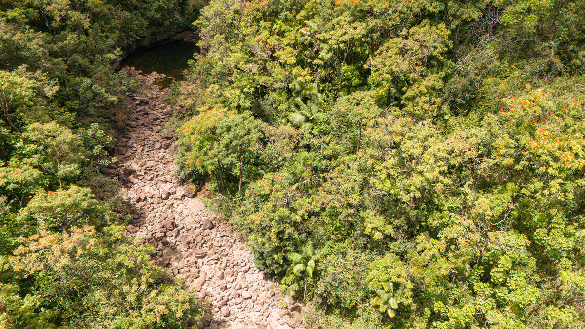 32-830 Old Mamalahoa Highway Ninole, HI 96773 - Photo 17 of 23 a view of a tree