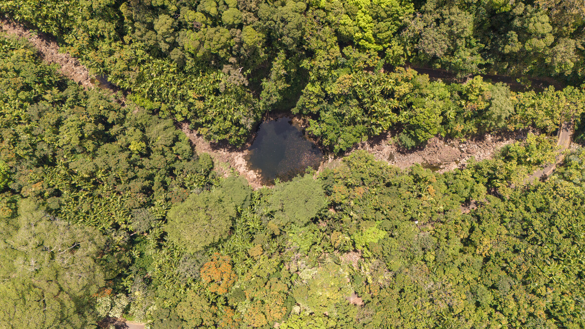 32-830 Old Mamalahoa Highway Ninole, HI 96773 - Photo 18 of 23 a view of a yard with plants