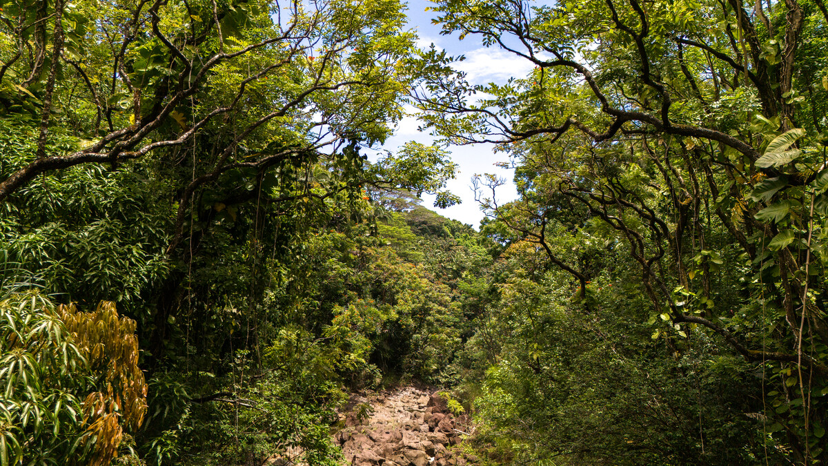 32-830 Old Mamalahoa Highway Ninole, HI 96773 - Photo 19 of 23 a view of a tree