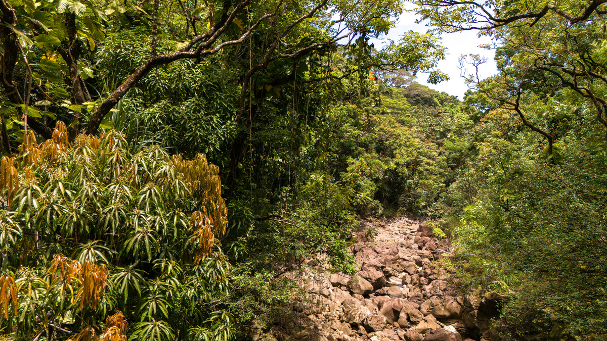 32-830 Old Mamalahoa Highway Ninole, HI 96773 - Photo 20 of 23 a view of a tree in a yard