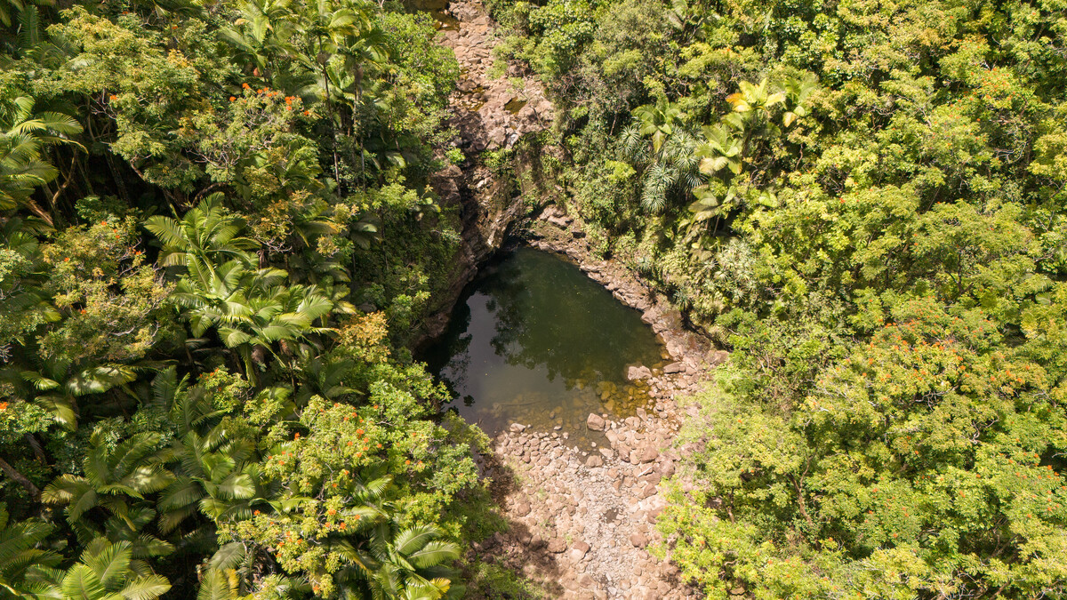 32-830 Old Mamalahoa Highway Ninole, HI 96773 - Photo 5 of 23 a backyard of a house with a yard and large tree