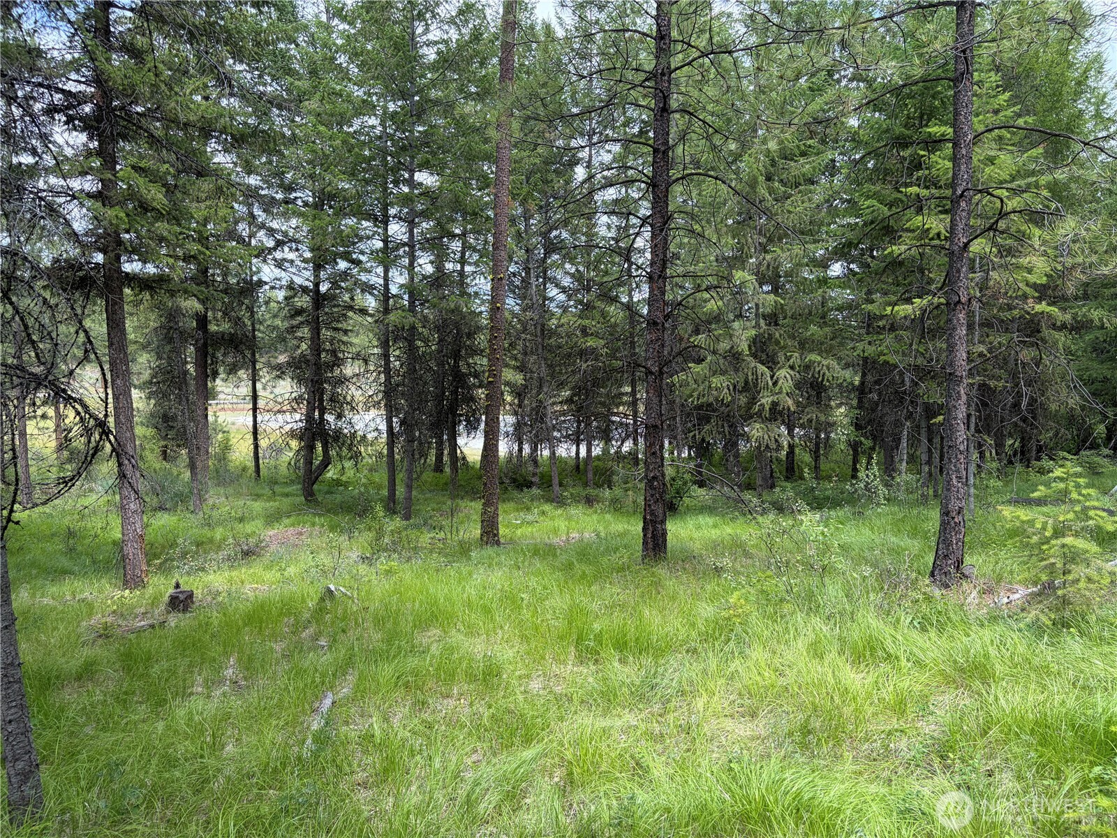 33 Outback Road Oroville, WA 98844 - Photo 13 of 26 a view of trees in a yard