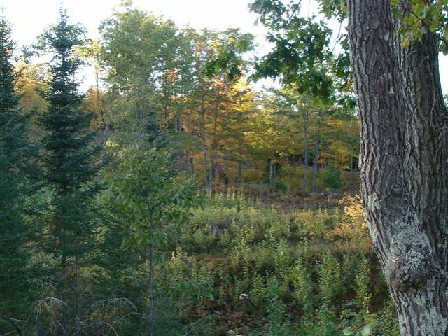35-ac Goodnow Road Harshaw, WI 54529 - Photo 1 of 6 Gallery Image 1
