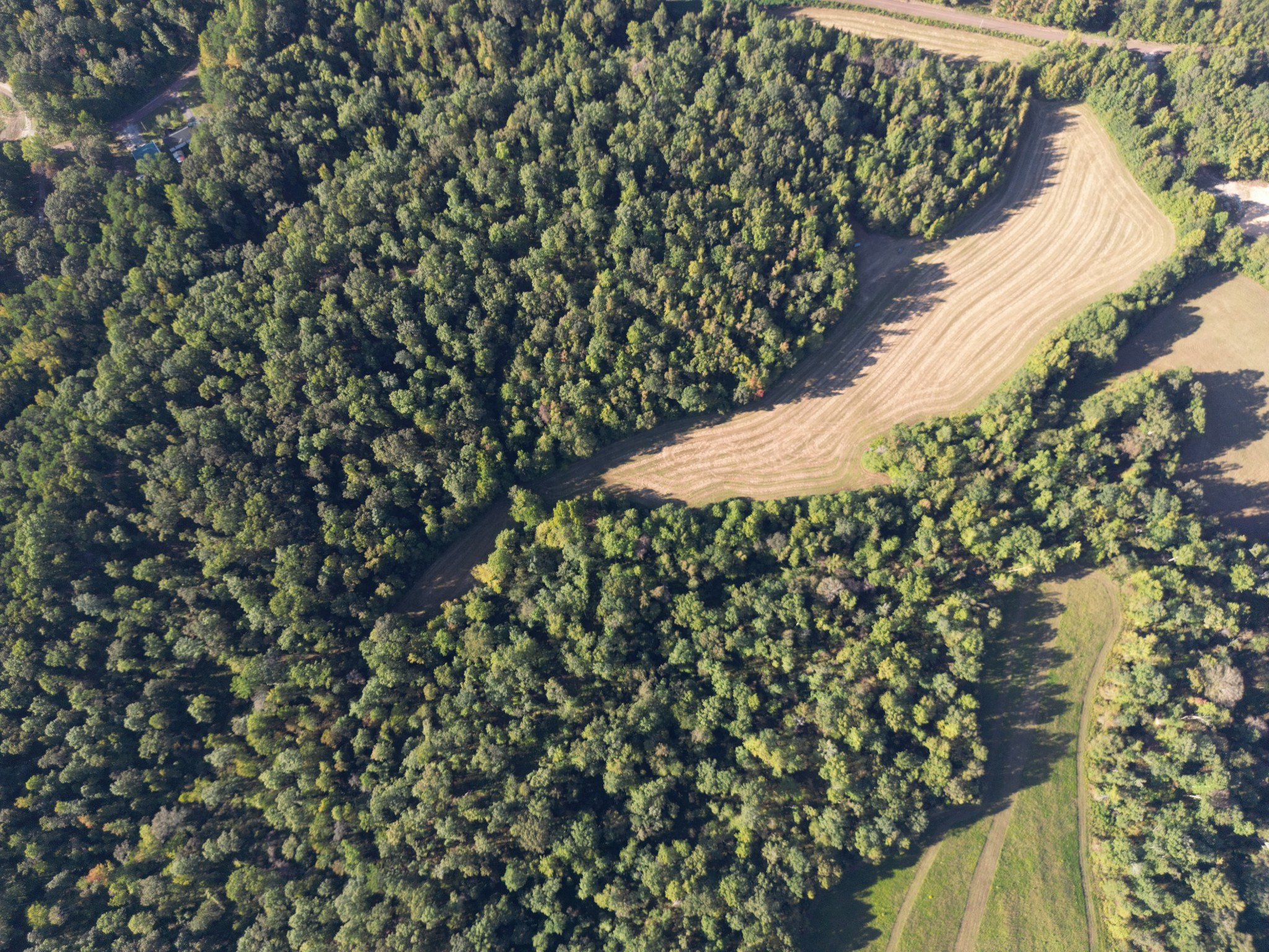 3085 Forrest Hill Road Bolivar, TN 38008 - Photo 11 of 18 a close up of a plant in a garden