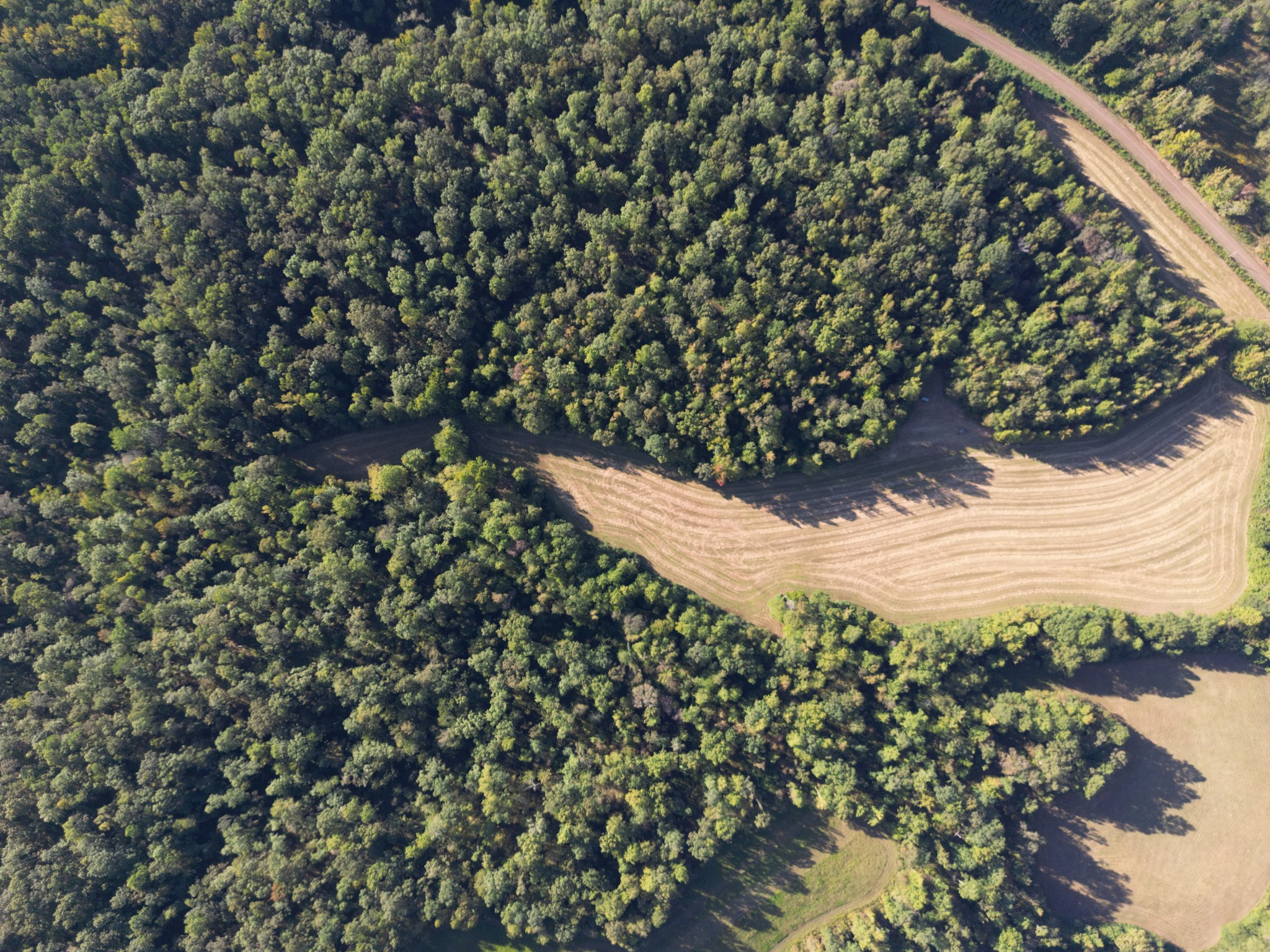 3085 Forrest Hill Road Bolivar, TN 38008 - Photo 10 of 18 a view of a tree with a plant