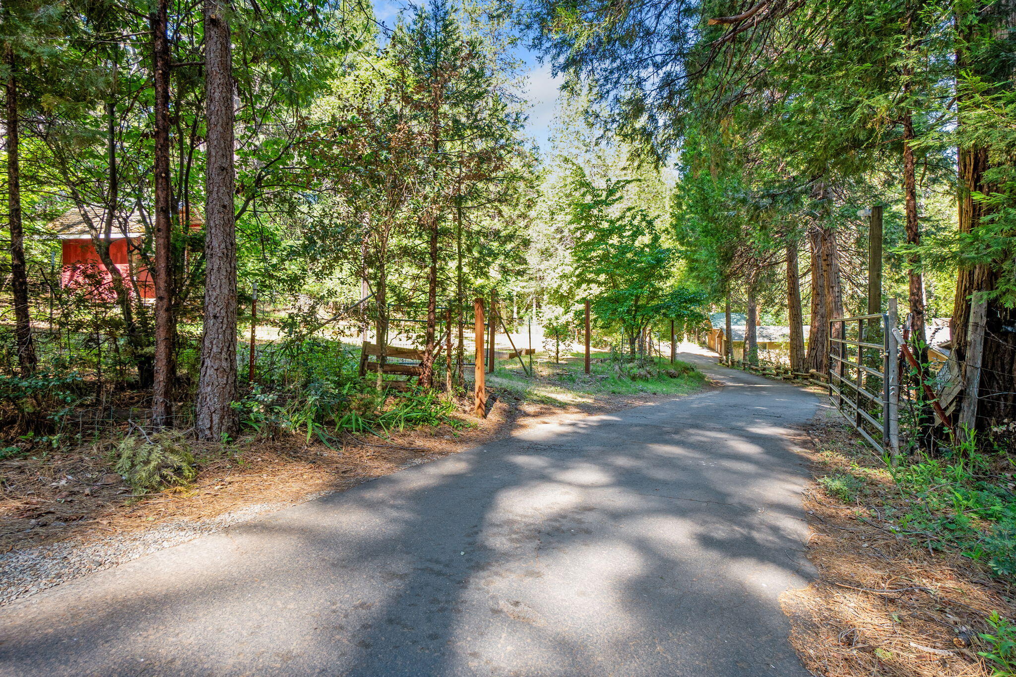 30303 Oak Run To Fern Road Whitmore, CA 96096 - Photo 58 of 75 a view of a forest with trees