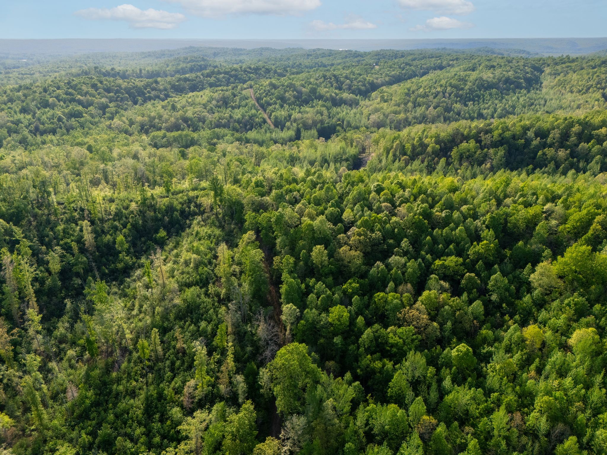 664 Russ Valley Road Lobelville, TN 37097 - Photo 54 of 63 a view of a lush green forest with lots of trees