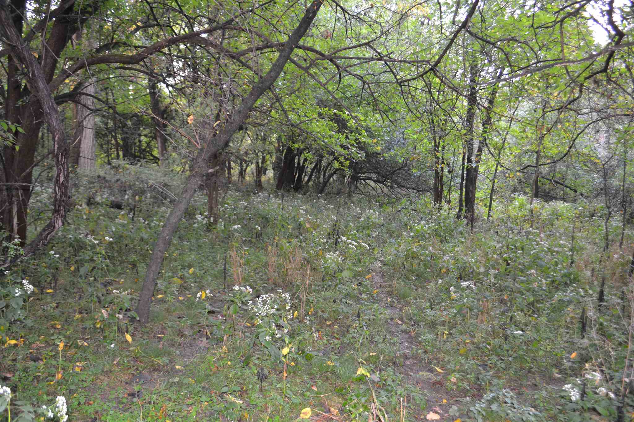 East EAST 250th Road Kansas, IL 61933 - Photo 14 of 37