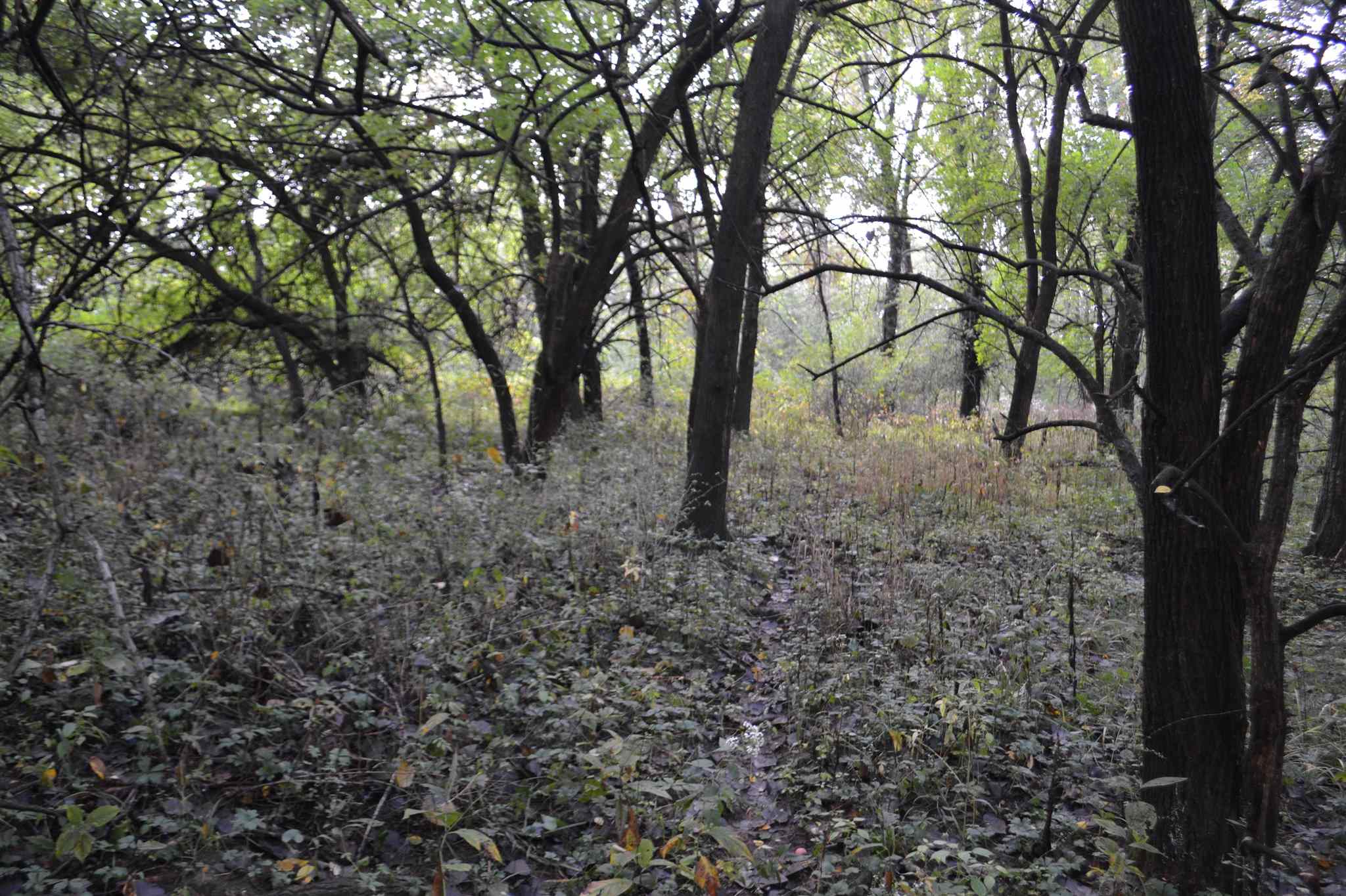 East EAST 250th Road Kansas, IL 61933 - Photo 16 of 37