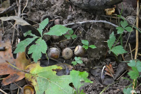 $334,800 | East EAST 250th Road, Kansas, IL 61933