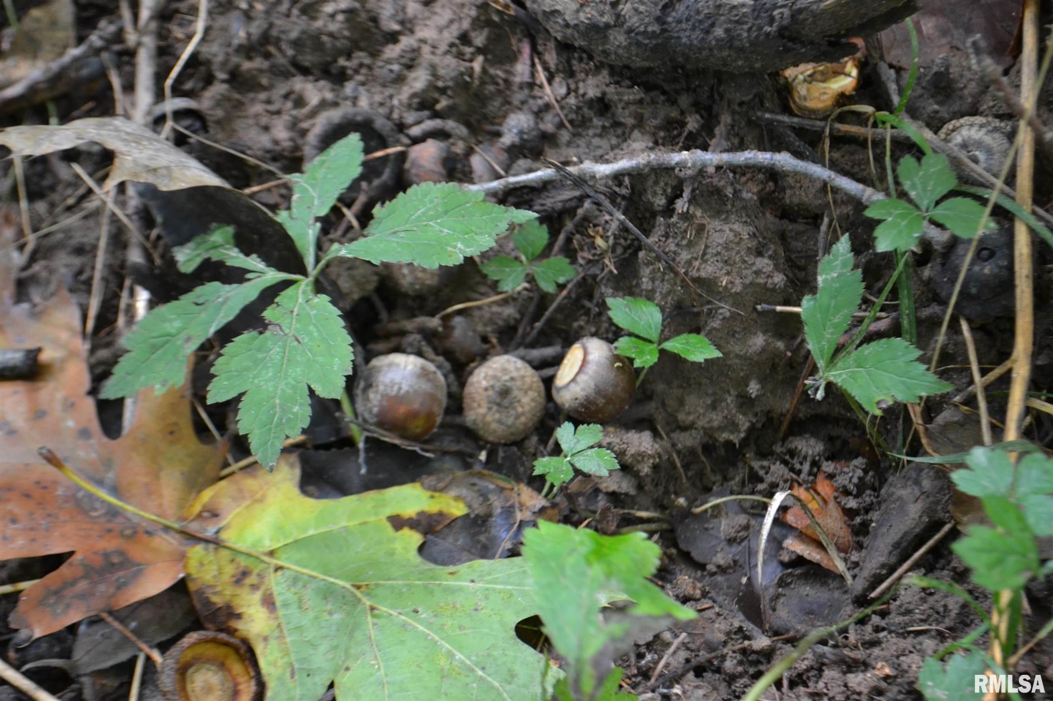 East EAST 250th Road Kansas, IL 61933 - Photo 27 of 37