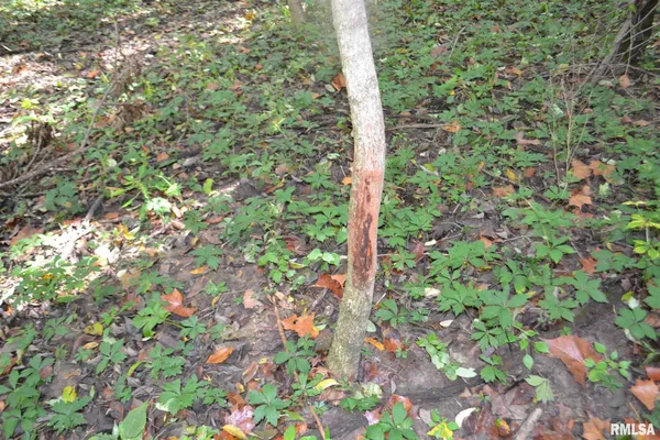 $334,800 | East EAST 250th Road, Kansas, IL 61933