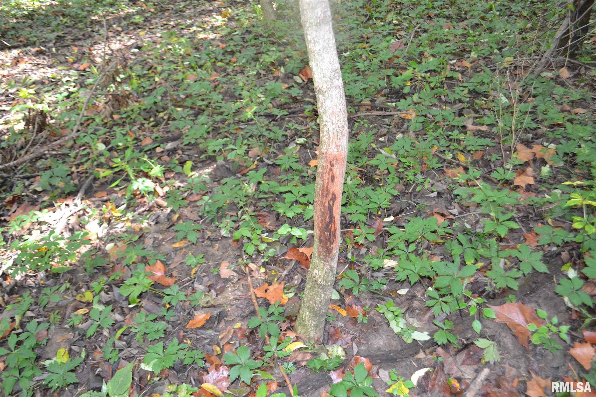 East EAST 250th Road Kansas, IL 61933 - Photo 28 of 37