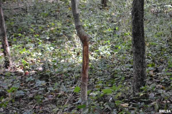 $334,800 | East EAST 250th Road, Kansas, IL 61933