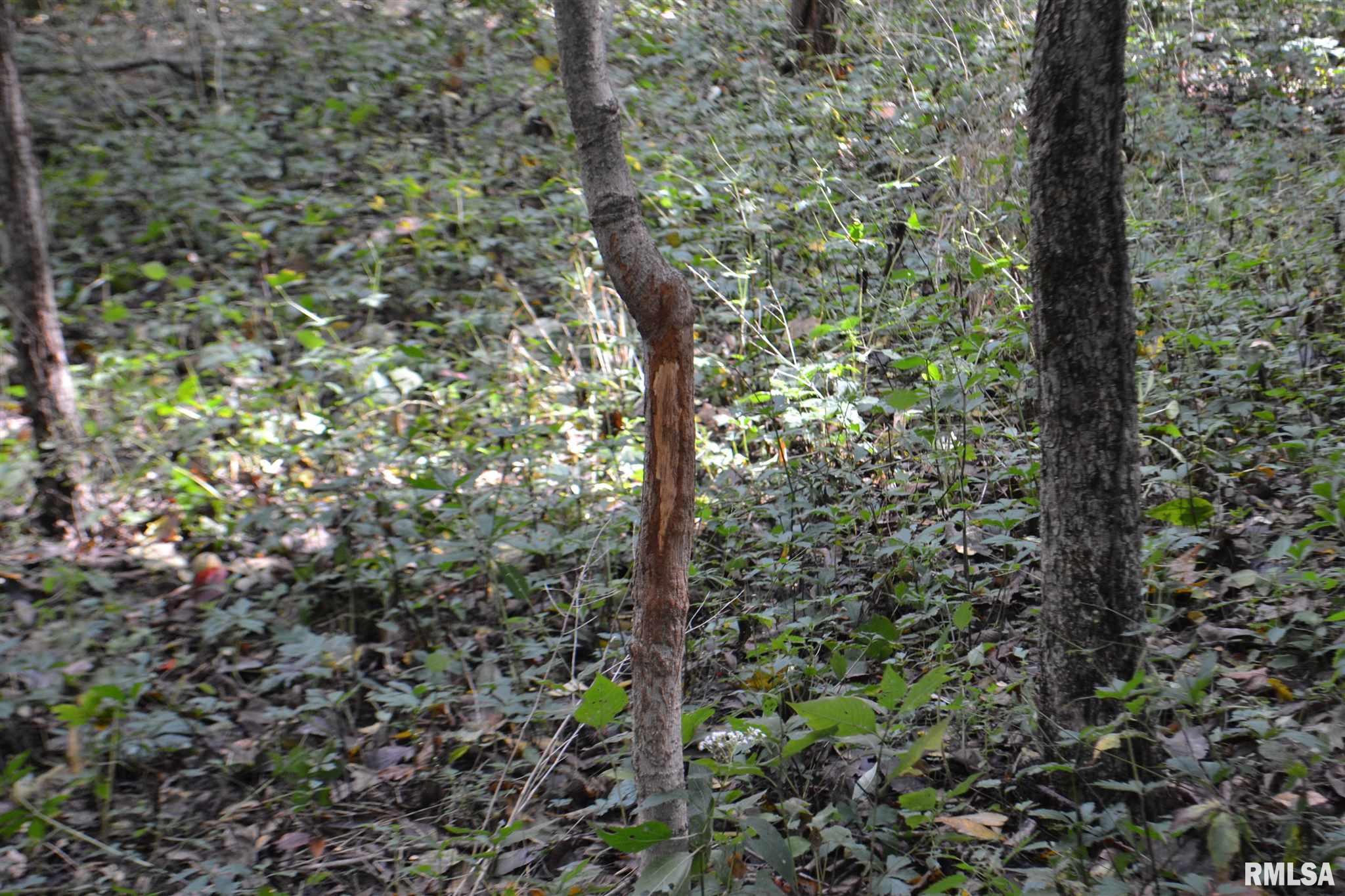 East EAST 250th Road Kansas, IL 61933 - Photo 29 of 37