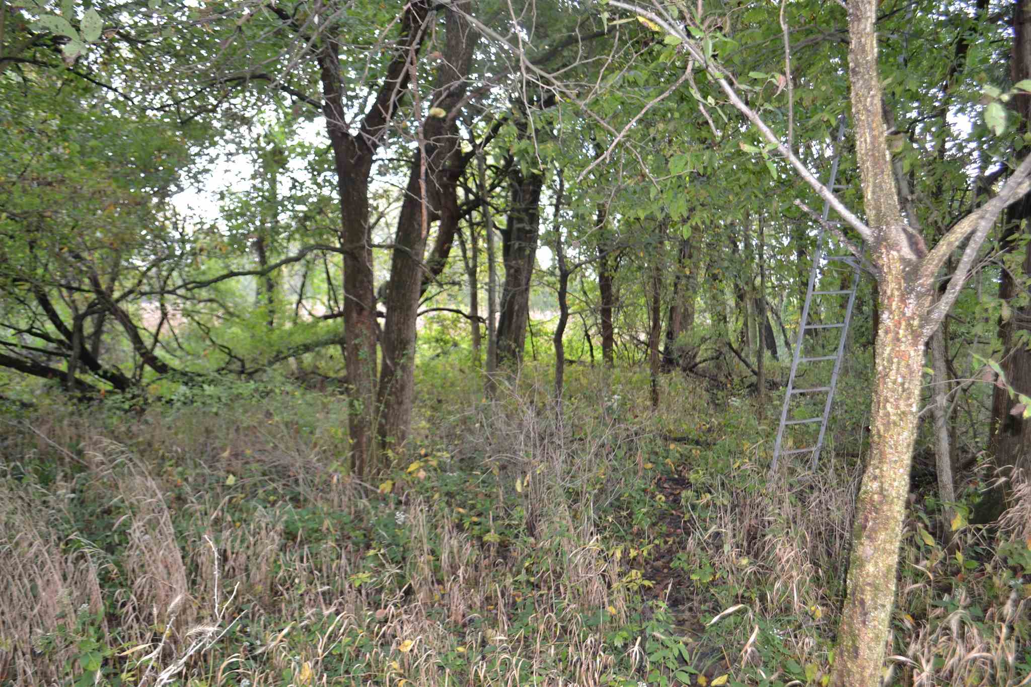 East EAST 250th Road Kansas, IL 61933 - Photo 33 of 37